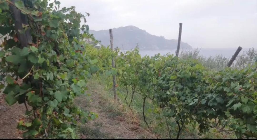 Agriturismo Fuoco D'Amalfi Villa Iazzetta エクステリア 写真